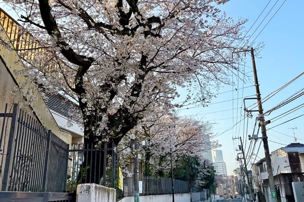 西門前に咲く桜の様子
