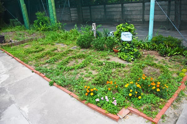 花壇の様子